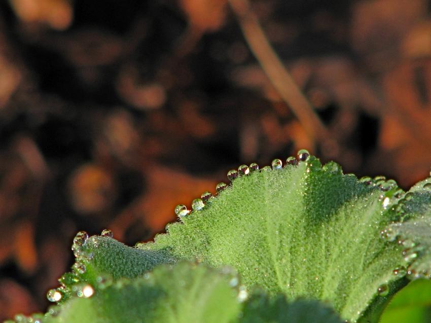 Des gouttes formant une dentelle