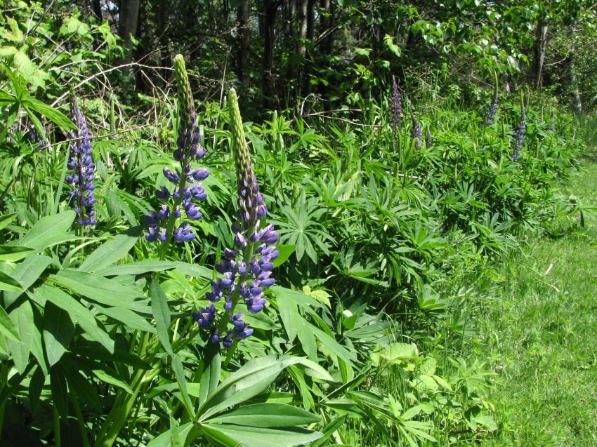 Fleurs et plante au refuge d'oiseaux