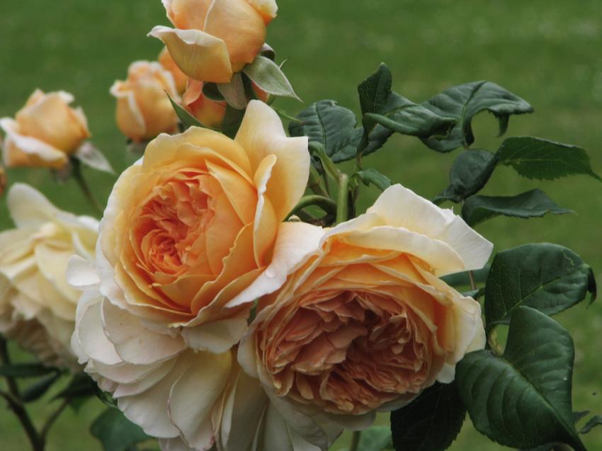 Du jardin de roses du parc