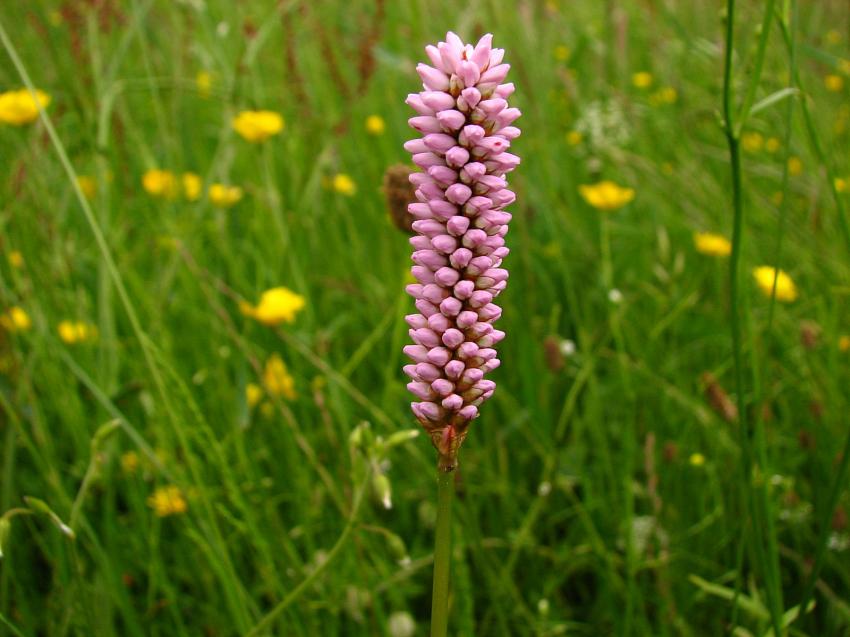 Bistorte prete  fleurir