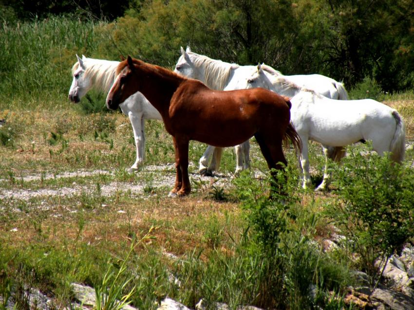Chevaux de Camargue