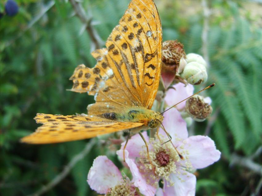 papillon aux ailes abimes