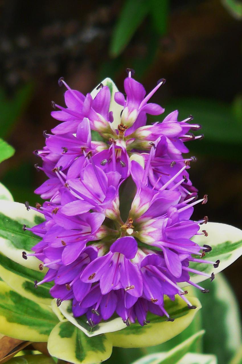 Mauve ou violette...une vronique !