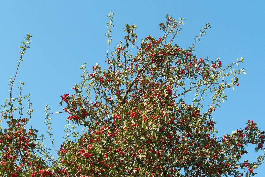 Arbre  fruits sauvages