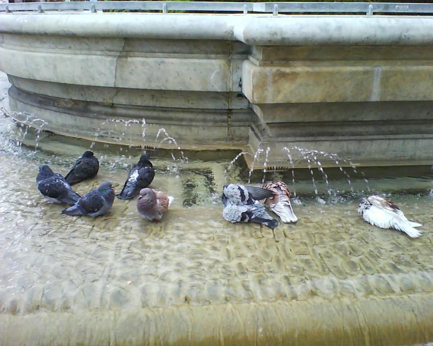 montpellier cntre ville