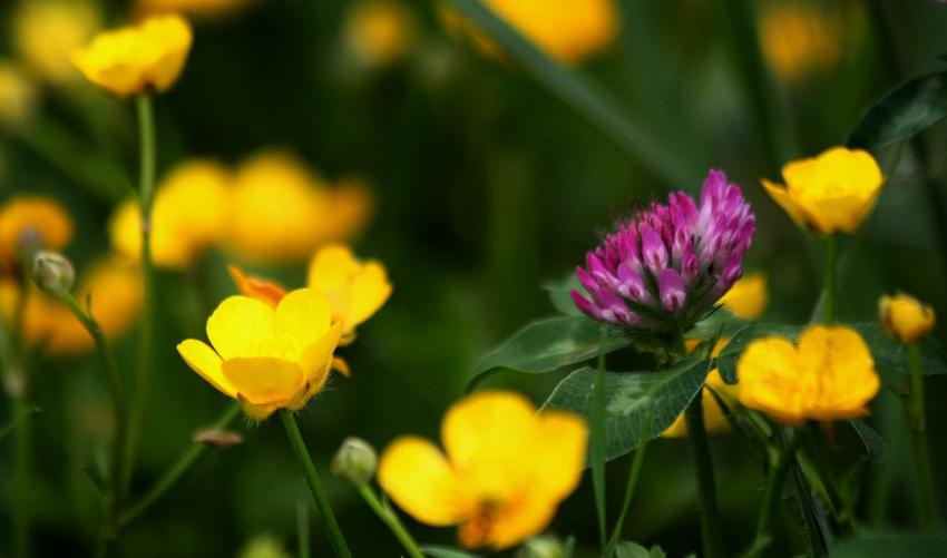 Au bord du  canal du Rhne au Rhin (1)