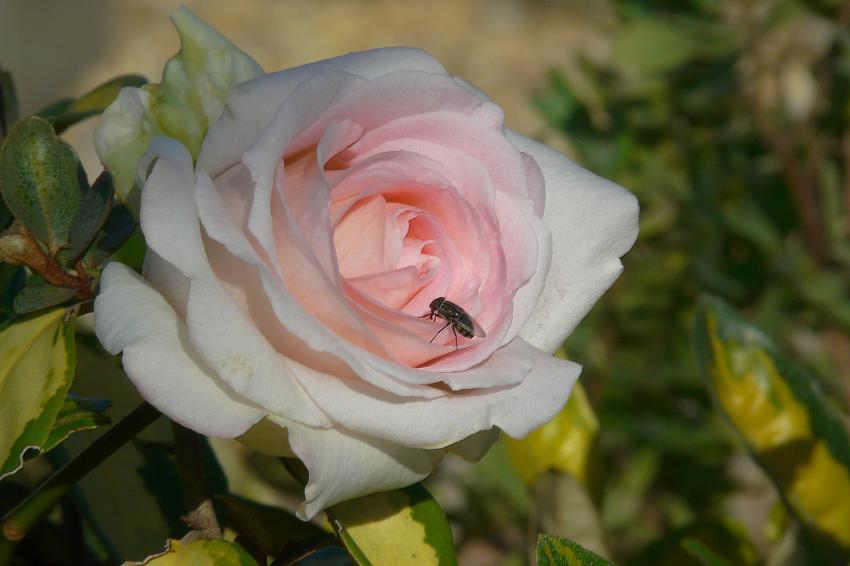 Tiens, il reste une rose ?