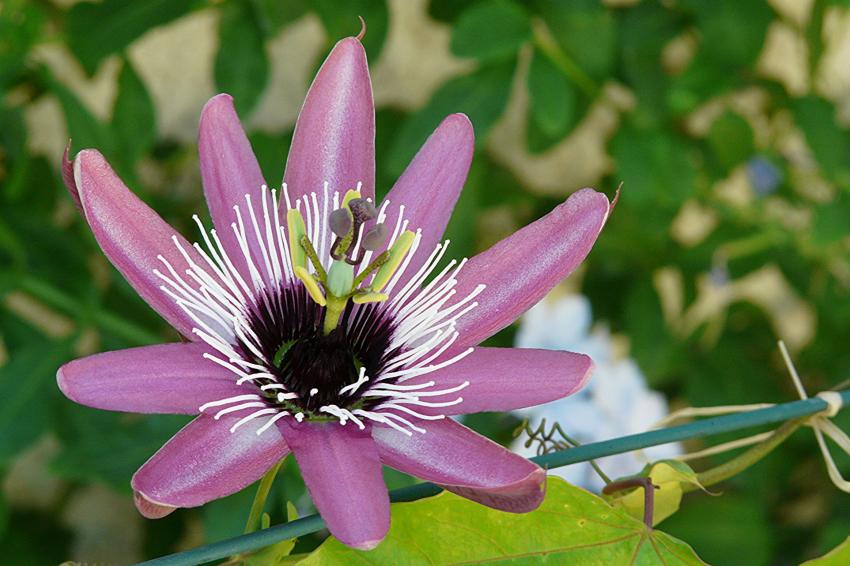 Passiflore Impratrice Eugnie