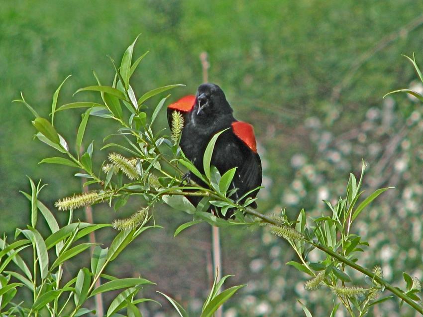Mle carouge  paulette