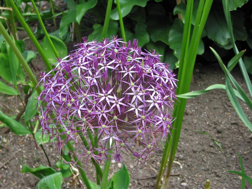 Jolie fleur dont je ne me rappelle plus le nom