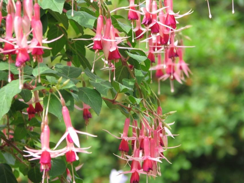 Fuschias