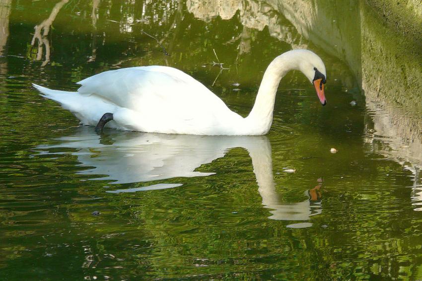 Je ris de me voir si belle en ce miroir !