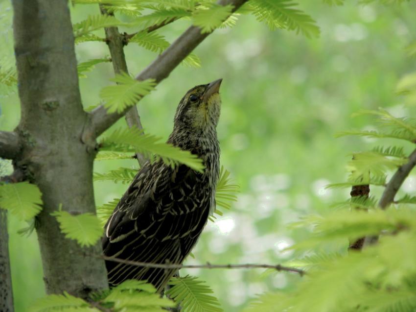 Carouge  paulettes femelle