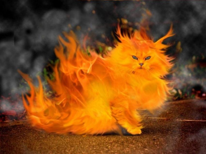 firecat