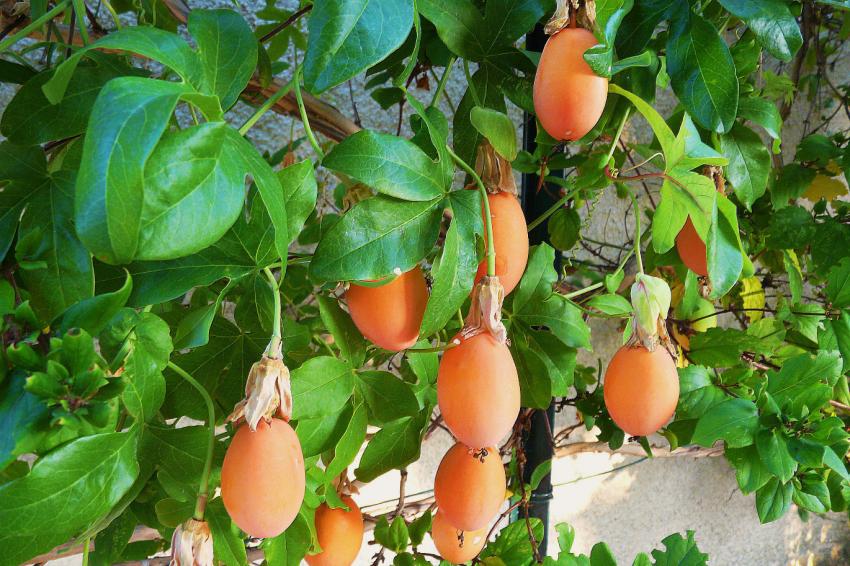 Les fruits de la passion..
