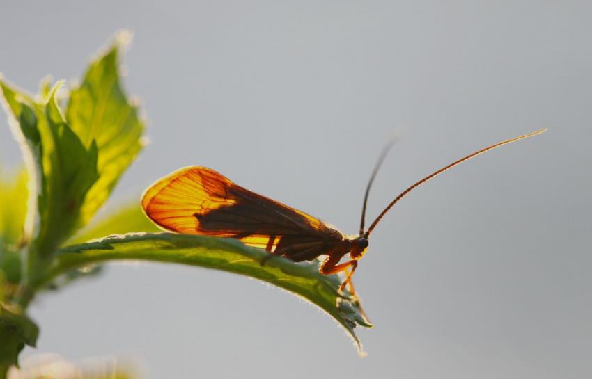 Insecte ??? (qui me dira le nom ?)