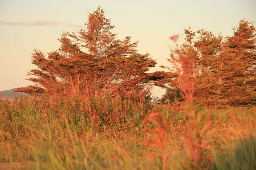 Arbres au lever du soleil.