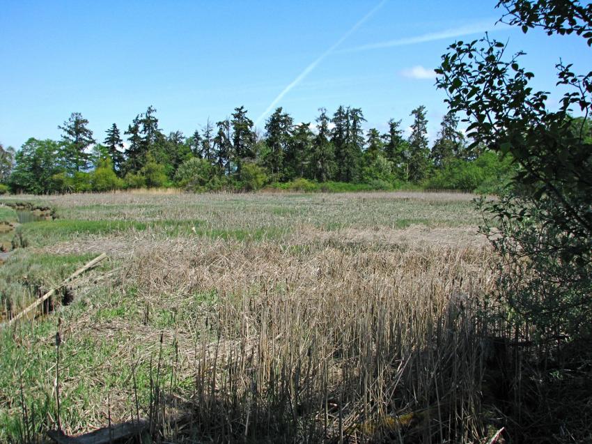 Refuge d'oiseau  Ladner au sud de Vancouver