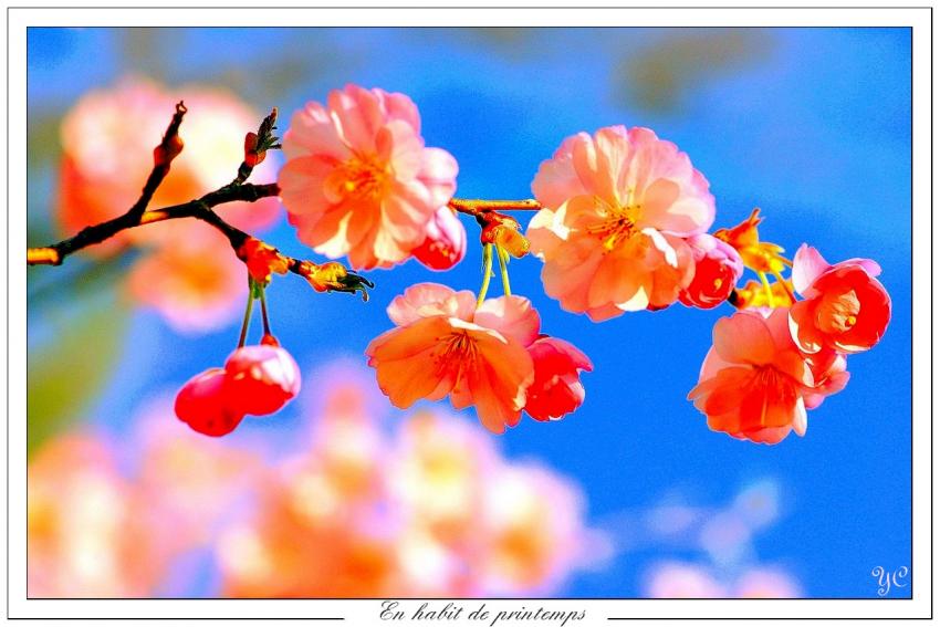En habit de pritemps