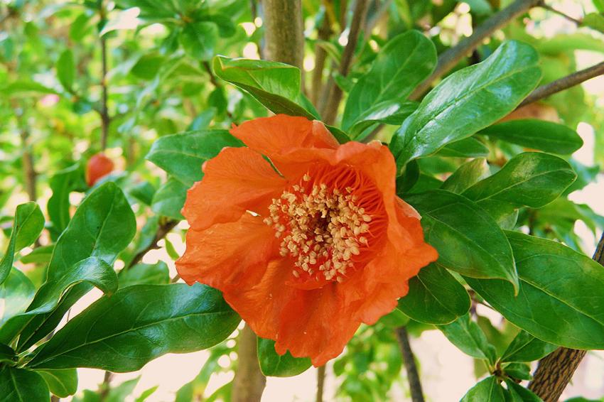 Un avant-got de grenade