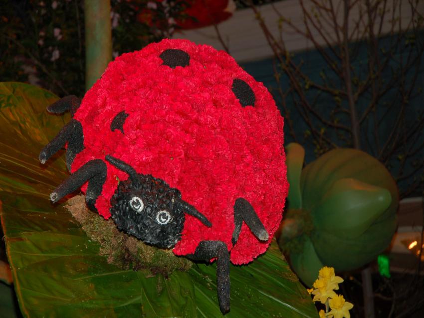 coccinelle en fleurs