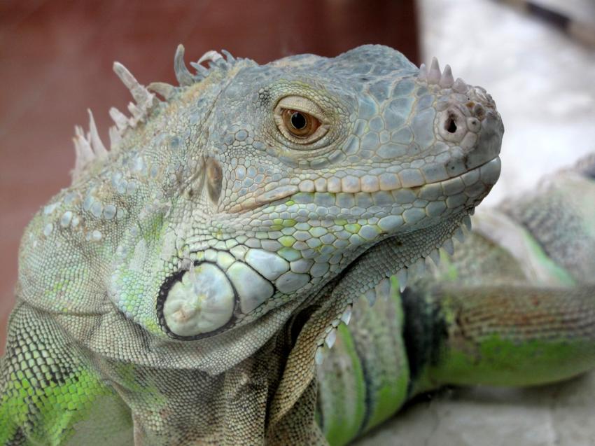 Iguane