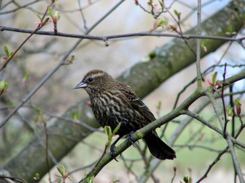 Carouge  paulettes femelle