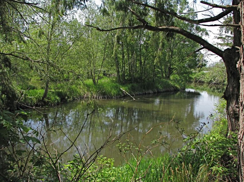 Refuge d'oiseau  Ladner au su\d de Vancouver