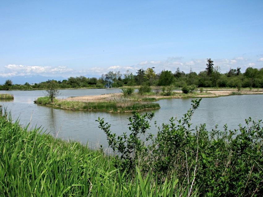 Refuge d'oiseau  Ladner au su\d de Vancouver
