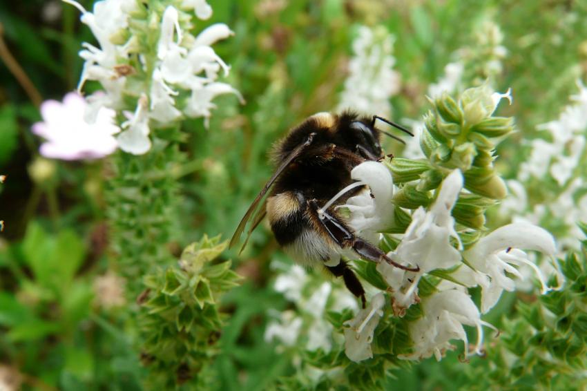 Bourdon sur une sauge dcortive