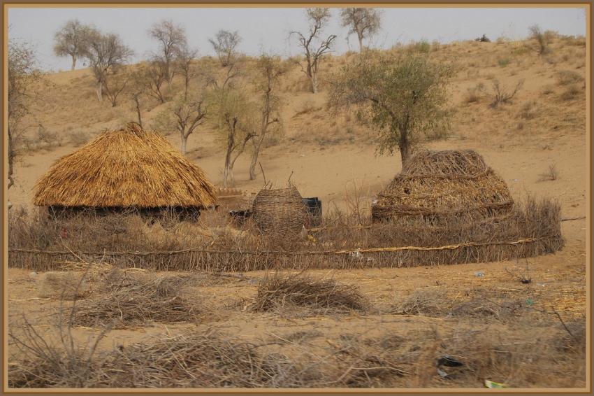 Safari  Manwar - Rajasthan
