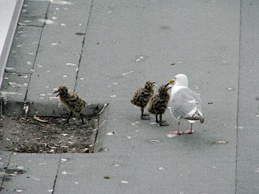 Goland et ses 3 petits