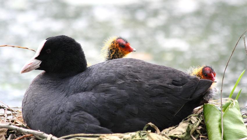 Dis-maman, quand est-ce qu'il vient papa ?