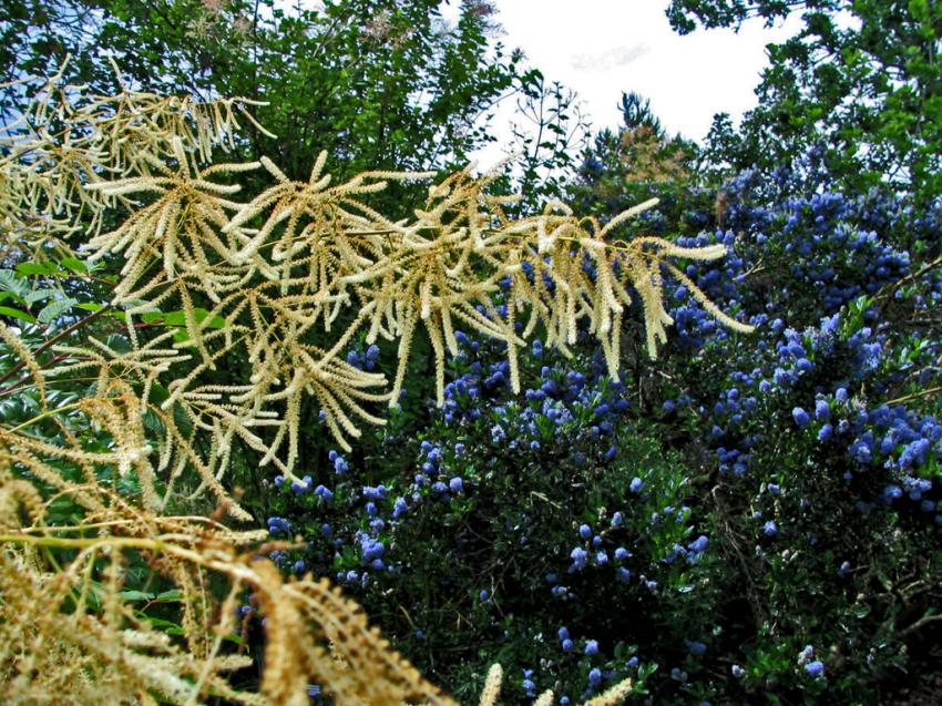 California blossoms 2me