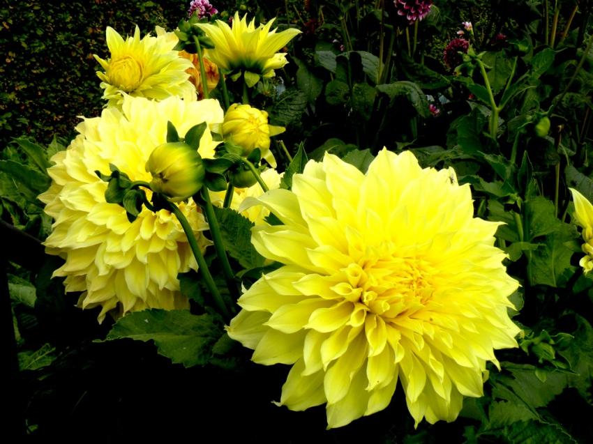 dahlias jaunes (big size)