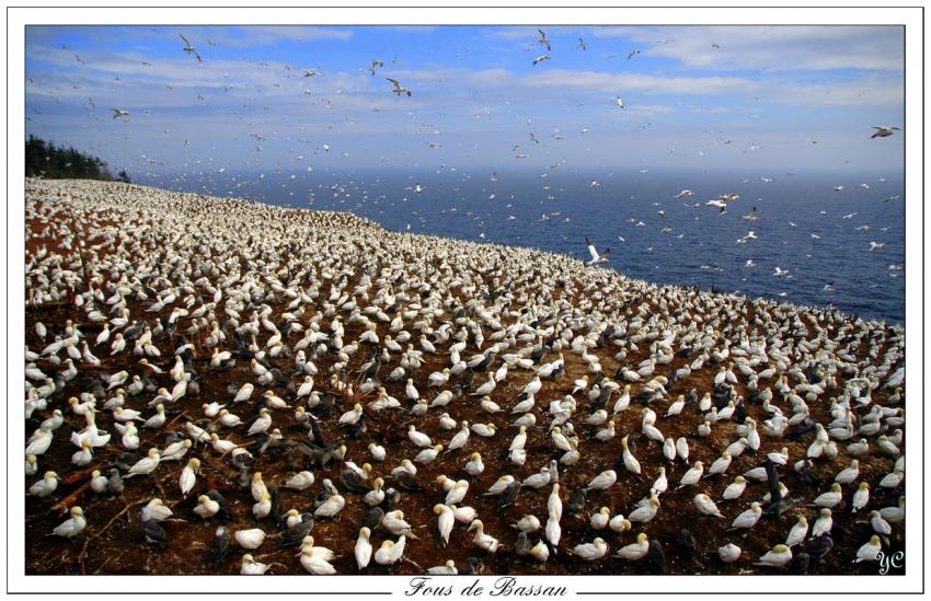 Fous de Bassan (opus2)