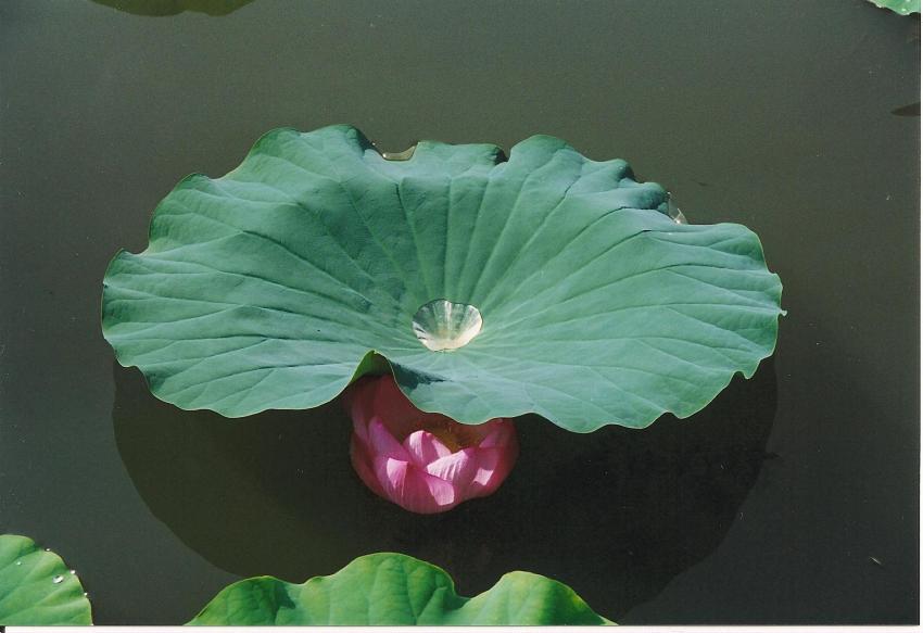 Un bien joli bnitier...