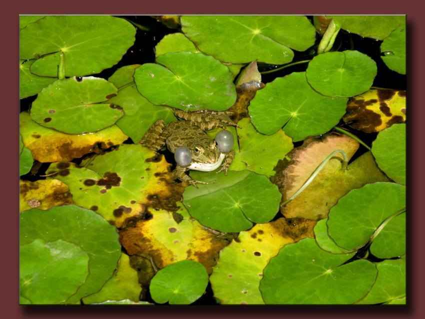 Rana esculenta la malicieuse