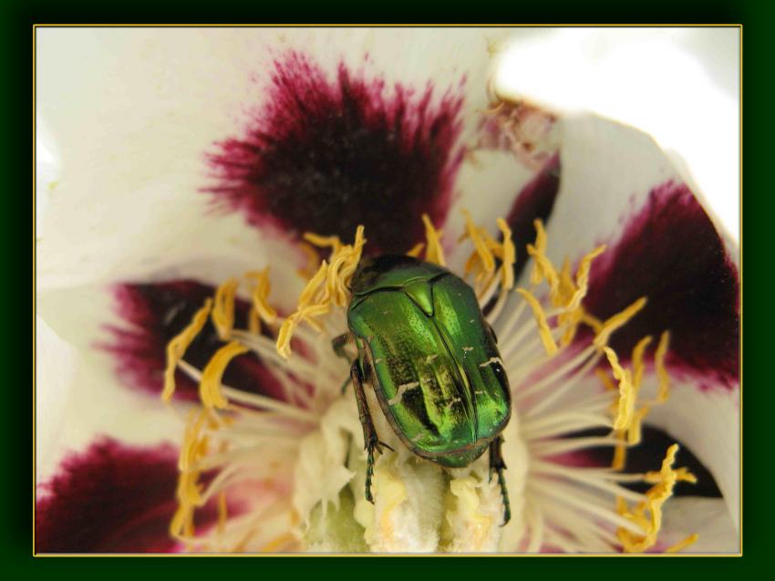 Parc foral de Vincennes