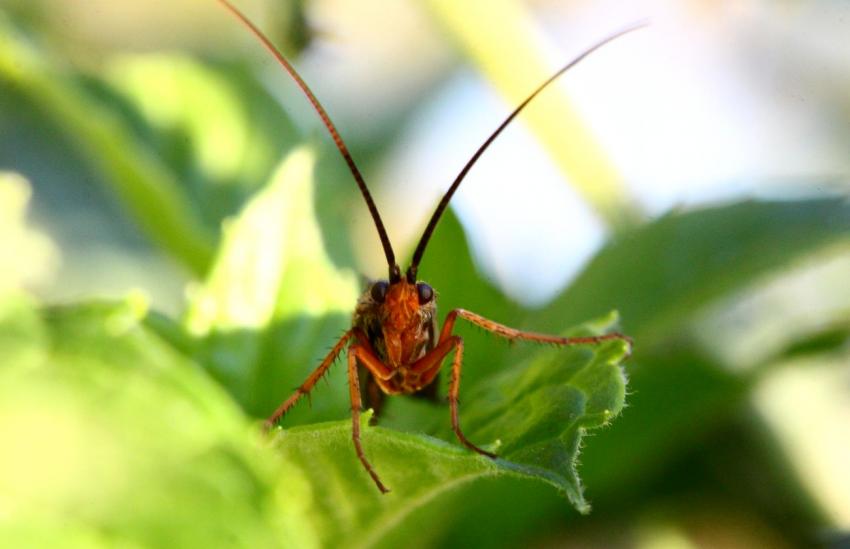 Insecte ??? (2) (qui me dira le nom ?)