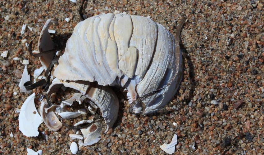 Trs vieille coquille.