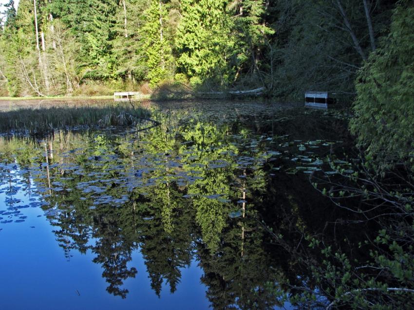 Beaver Lake Vancouver