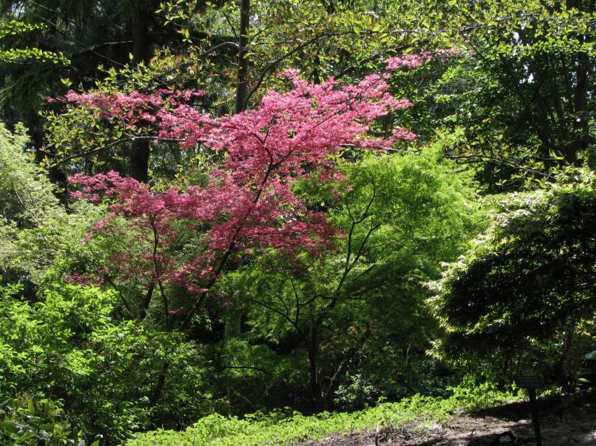 Arbres et arbustes du parc