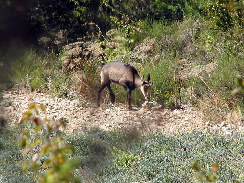 Jeune chamois