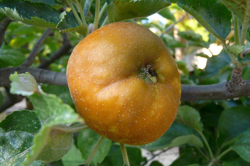 Une reinette grise du Canada...