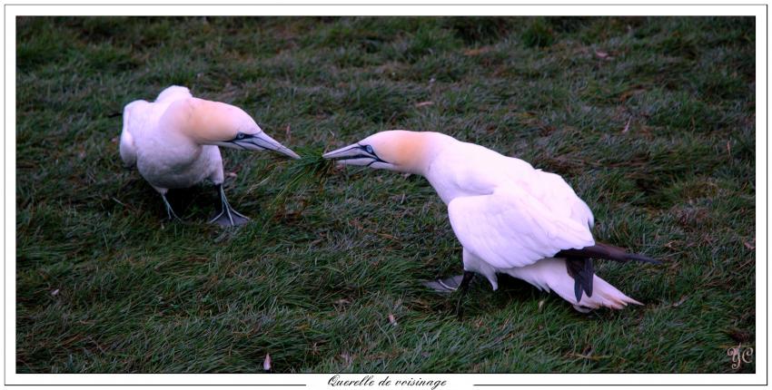 Fous de Bassan (opus4)