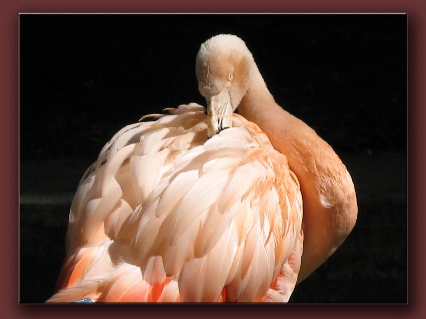 Flamant rose
