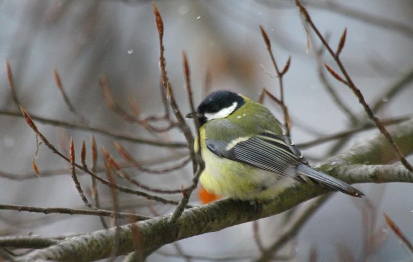 Des oiseaux pour mon bien-''htre'' (23)