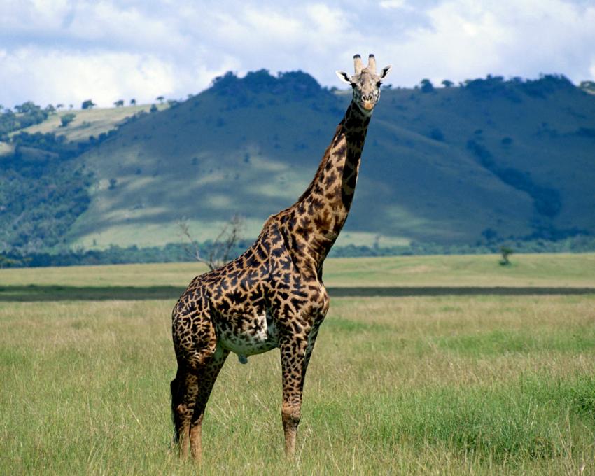 Girafe