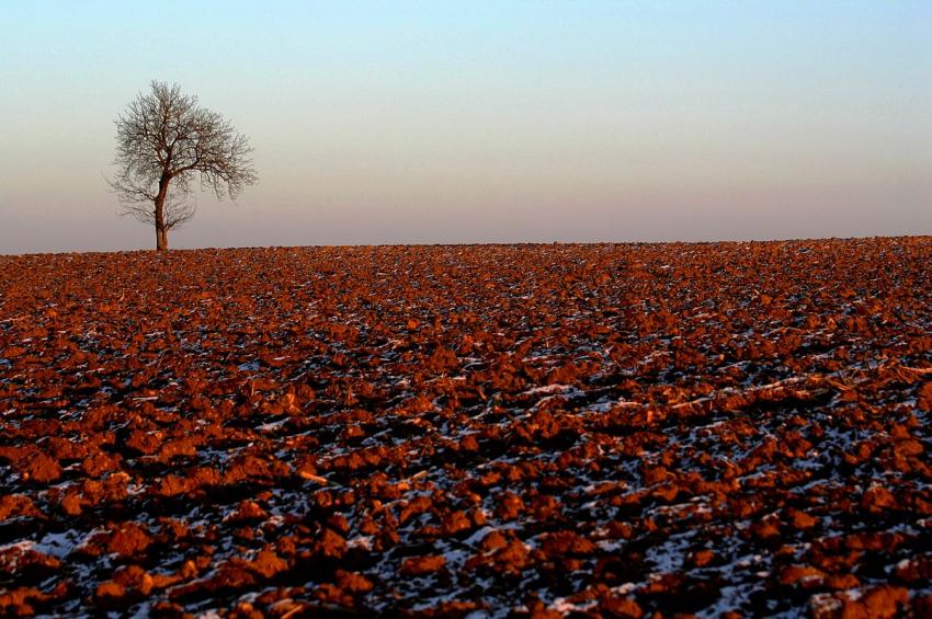 Un arbre dans le champ
